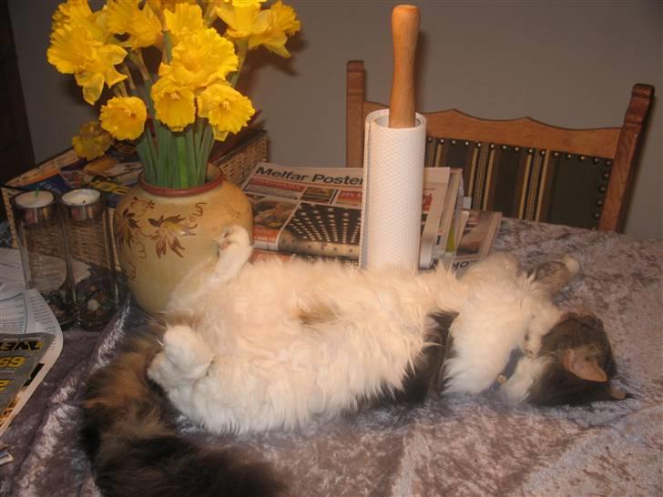 Blanding af racer Norsk skovkat/Agnes R.I.P - yep! billede 8