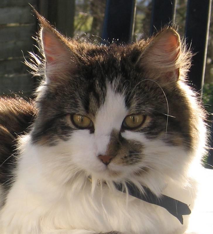 Blanding af racer Norsk skovkat/Agnes R.I.P - Agnes Close billede 9