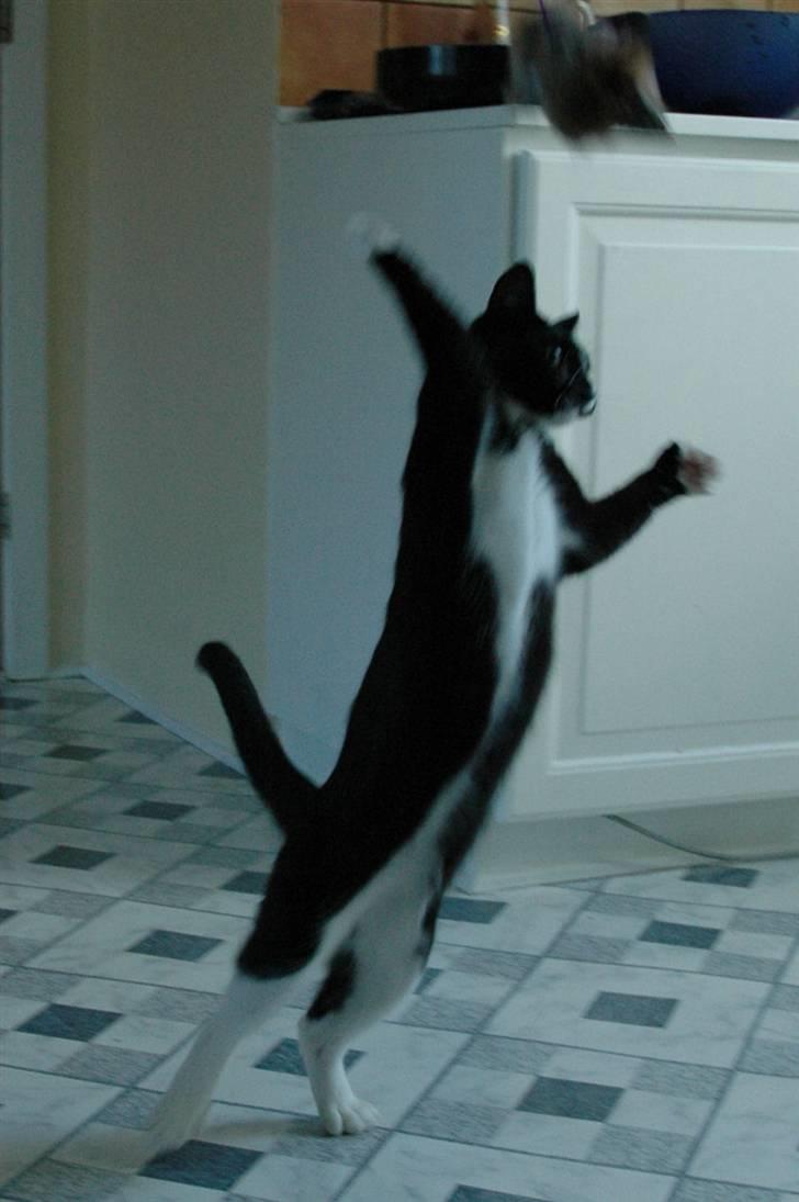 Blanding af racer Bailey død 3/9 2007 billede 16