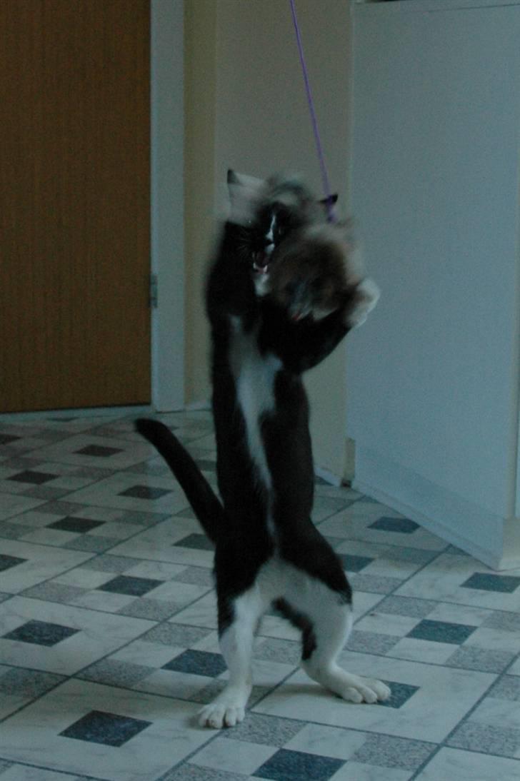 Blanding af racer Bailey død 3/9 2007 billede 17