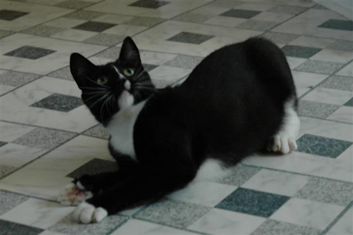 Blanding af racer Bailey død 3/9 2007 billede 18