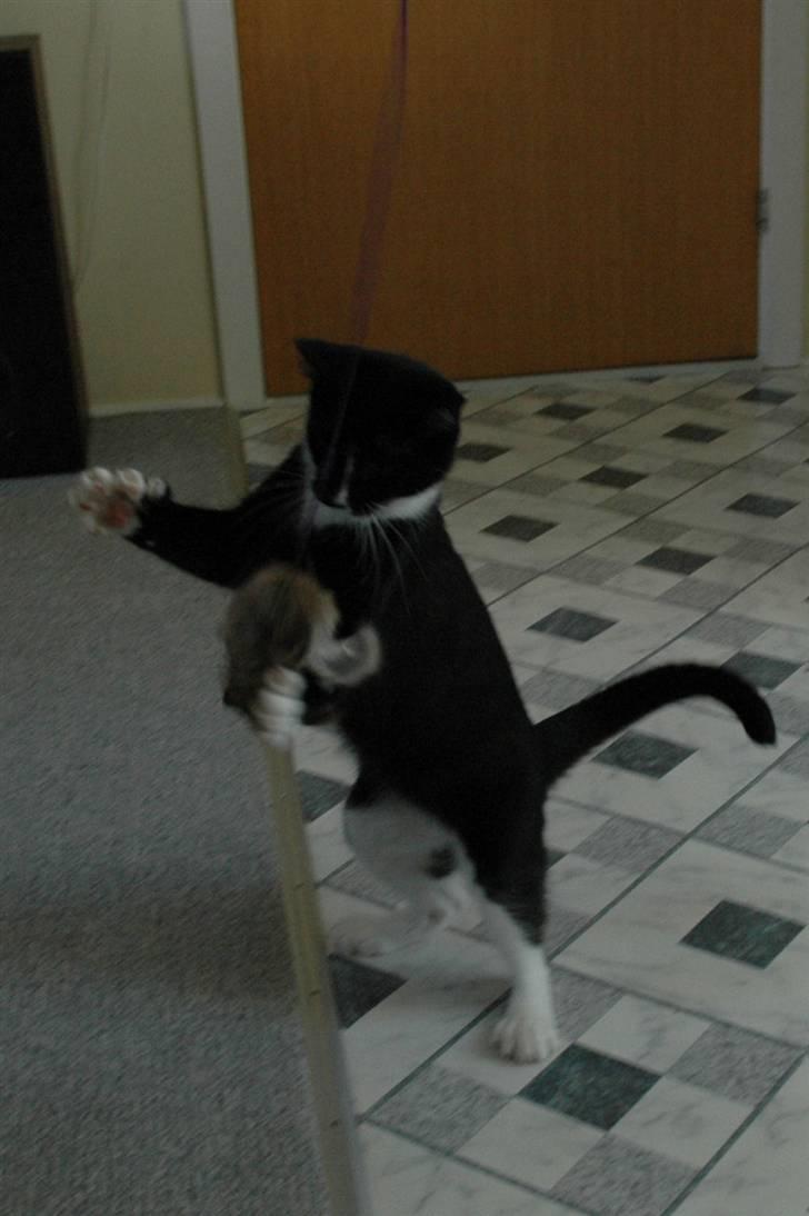 Blanding af racer Bailey død 3/9 2007 billede 19