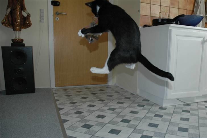 Blanding af racer Bailey død 3/9 2007 - Bailey ofrede sig altid når man legede med hende... de her lege billeder er de sidste billeder vi tog af hende... billede 20