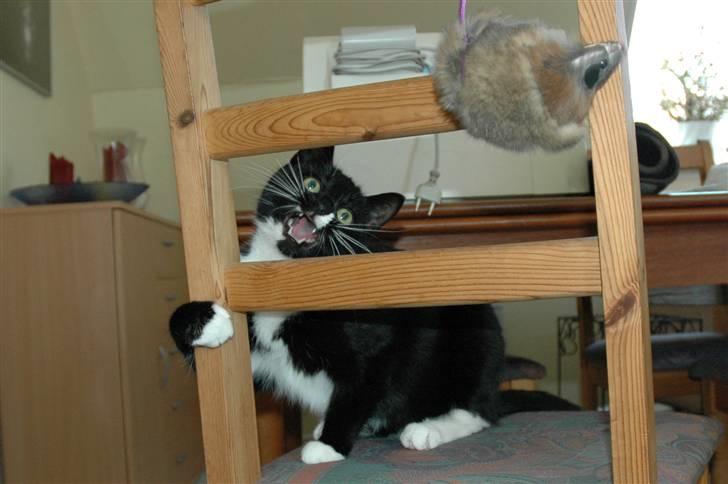 Blanding af racer 17 (død 19/11-09) - 17 ser meget farlig ud når hun leger :-) billede 20