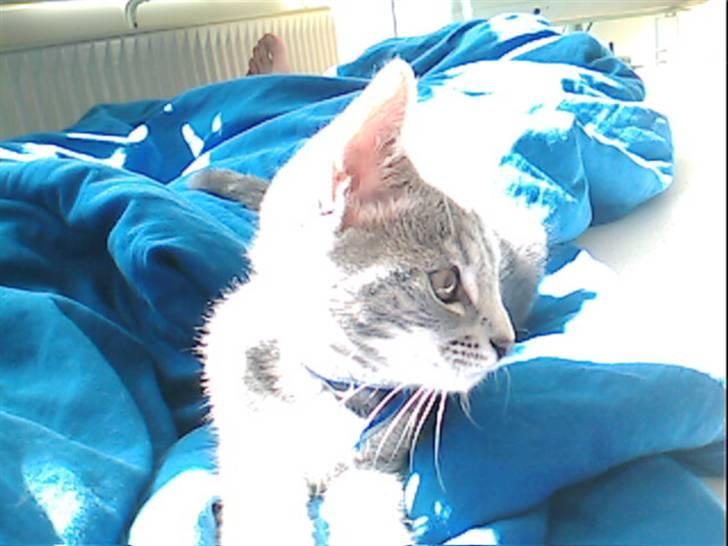 Huskat Bandit - er jeg ikke bare sød billede 2