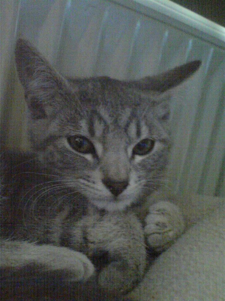 Huskat Bandit - hva så billede 3