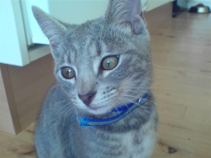 Huskat Bandit - jeg skulle da blive model billede 4