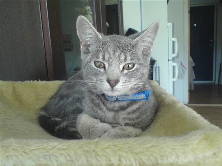 Huskat Bandit - endelig har jeg træet for mig selv billede 5