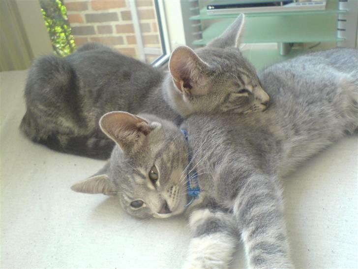 Huskat Bandit - ja mig og min søster har det sku godt lige her i solen billede 6