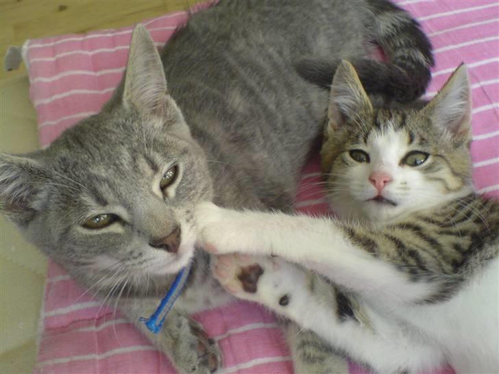 Huskat Bandit - alfie! skal du vække mig midt i min skønheds søvn billede 7