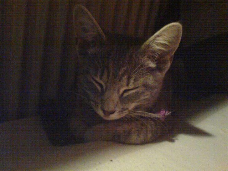 Huskat Piv - her ligger jeg da godt billede 2