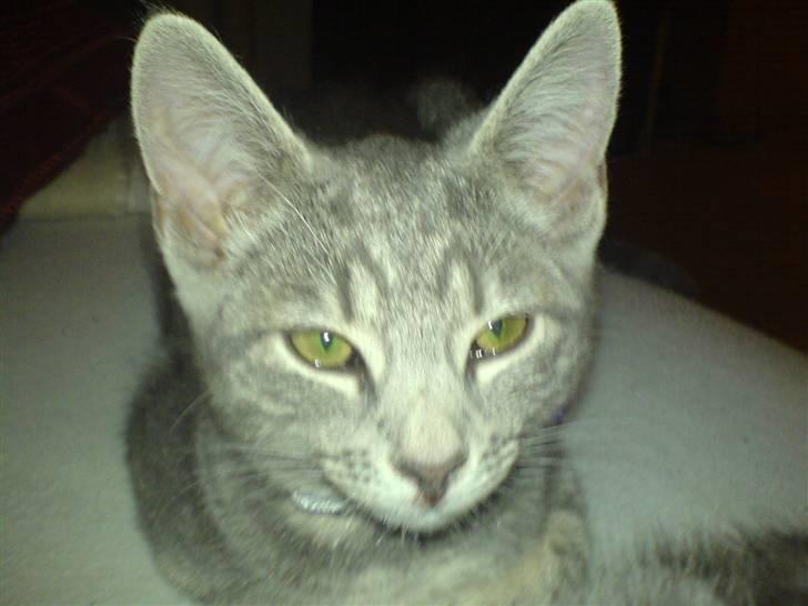 Huskat Piv - vil du have ballade eller hva billede 3