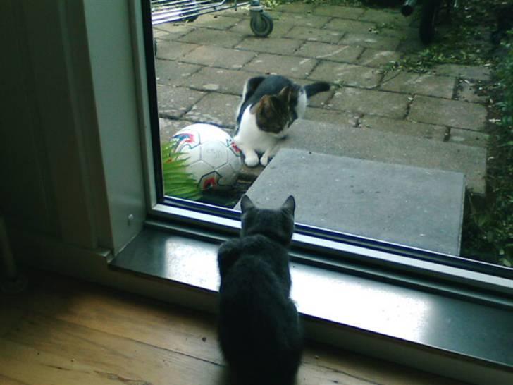 Huskat Piv - kom da an middy din ude kat billede 4