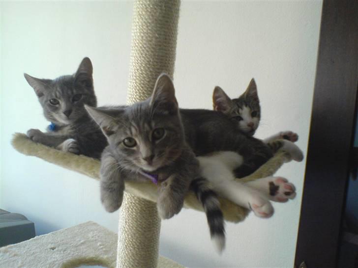 Huskat Piv - alle kattene på deres katte træ billede 5