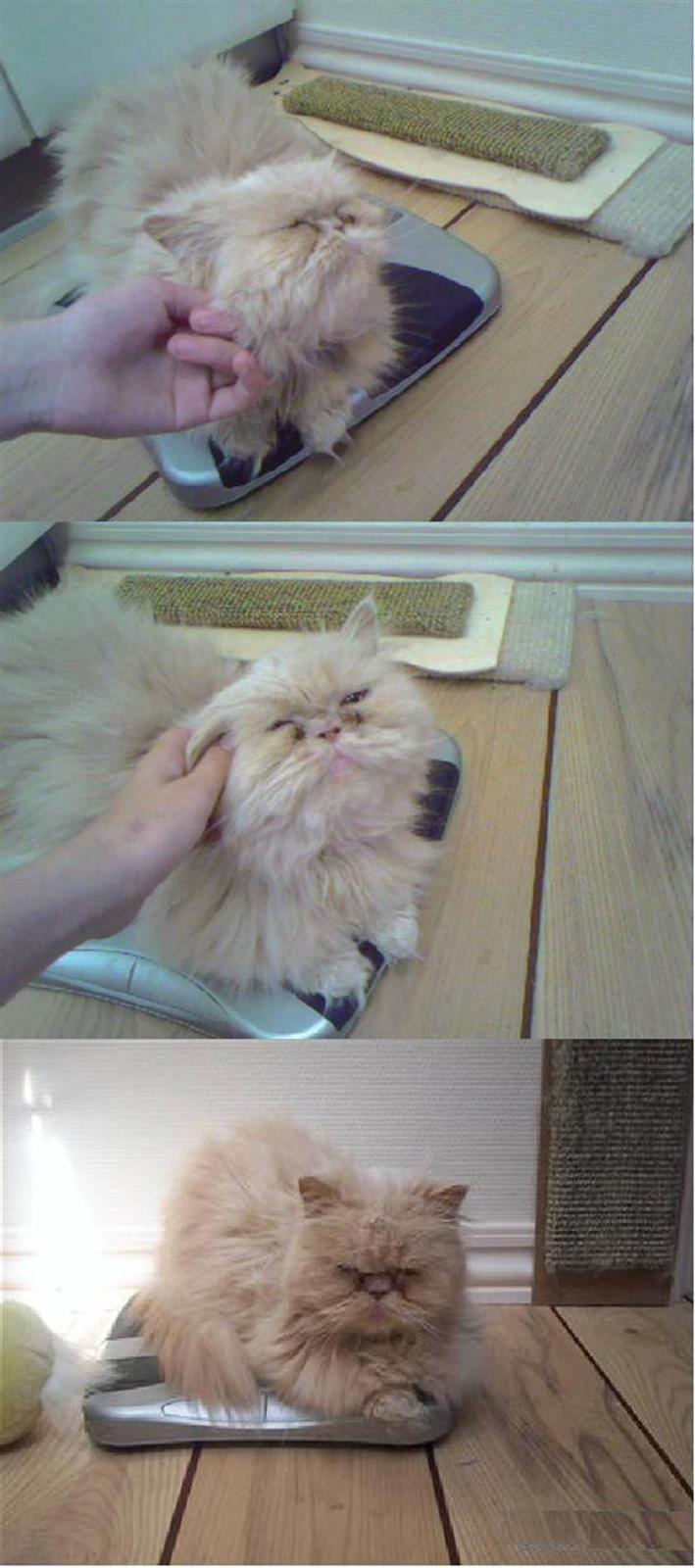 Perser Molly,<3 R.I.P. :'/ billede 17