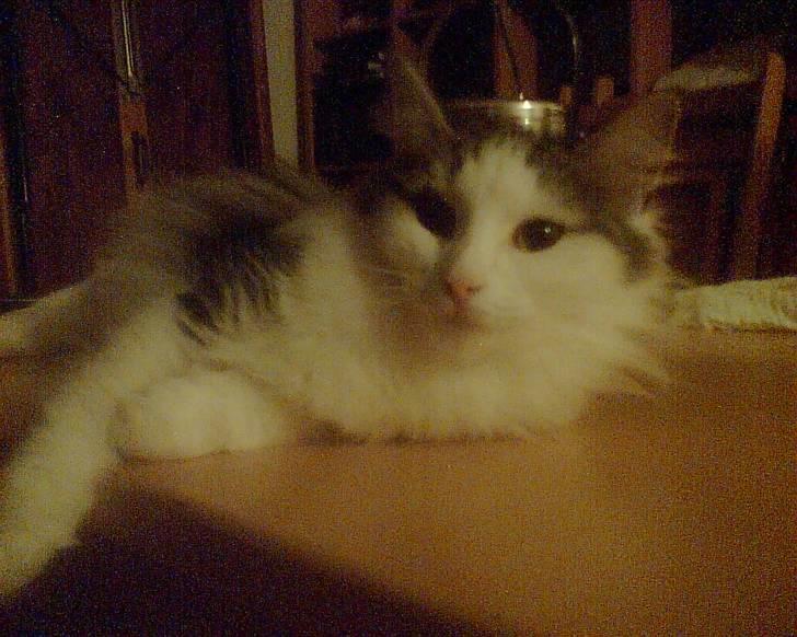 Norsk Skovkat Trille billede 8