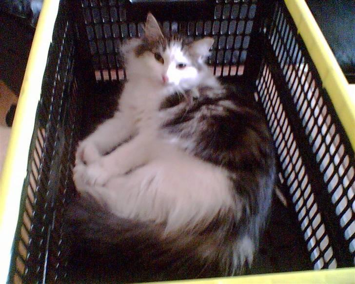 Norsk Skovkat Trille billede 9