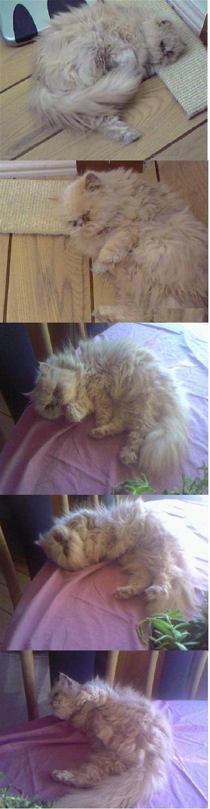 Perser Molly,<3 R.I.P. :'/ billede 18