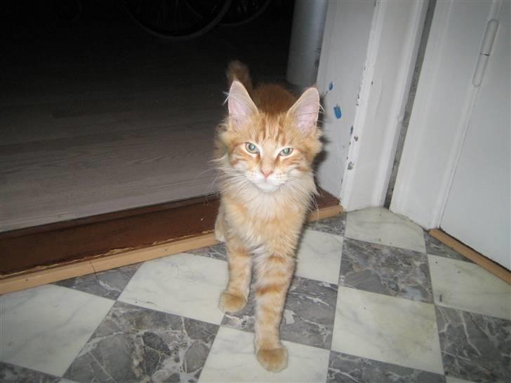 Maine Coon Lucifer - Hvad har du der mor....? noget jeg kan lege med....? billede 12