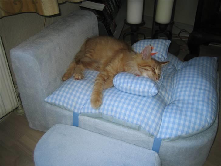 Maine Coon Lucifer - Åååååå Sikker en gave mor...... den er super billede 13