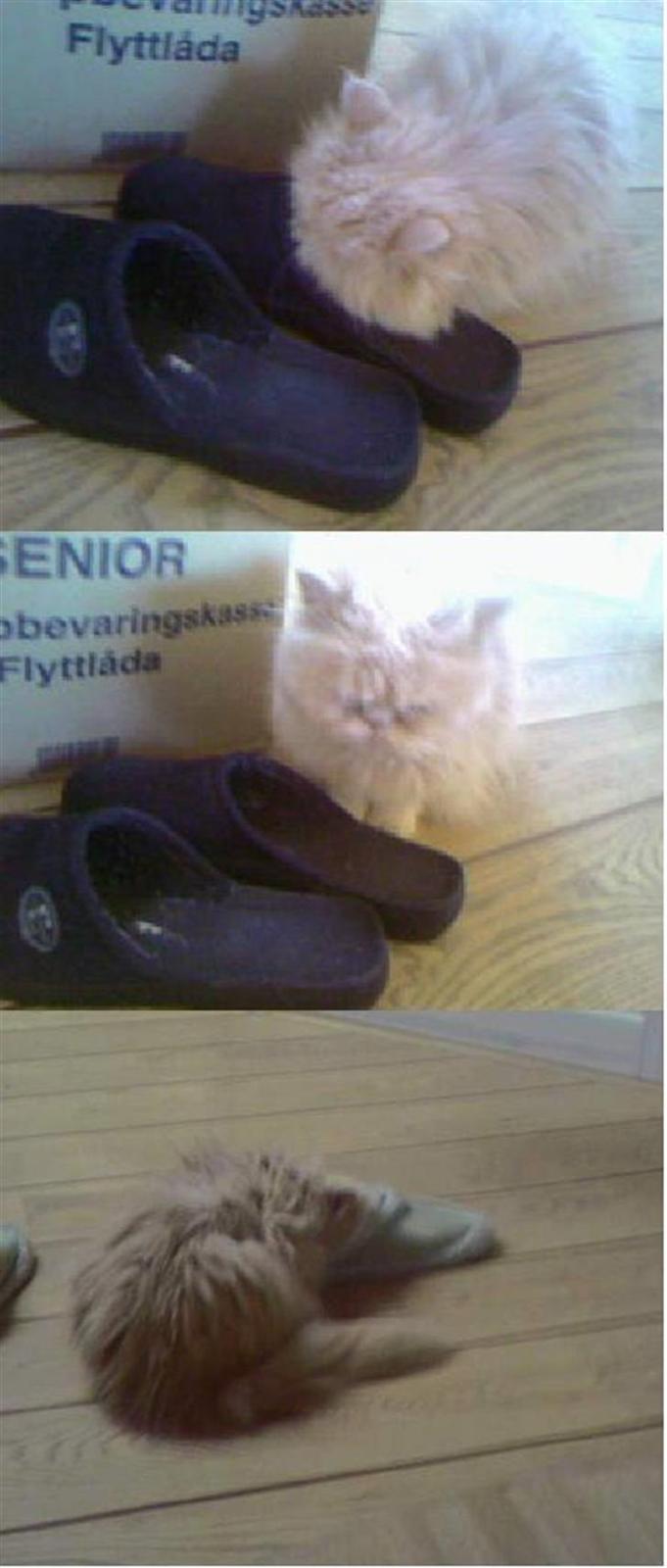 Perser Molly,<3 R.I.P. :'/ - Øm, ja,. Ved ikke hva der er med hend og futsko, ? :p billede 19