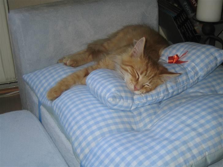 Maine Coon Lucifer - Tror jeg vil afprøve den med det samme ZZZZZZZ billede 14