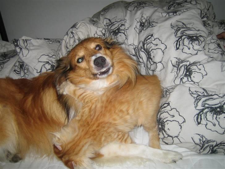 Maine Coon Lucifer - Skal du provokere du kan få nogen bank ka du...... billede 15