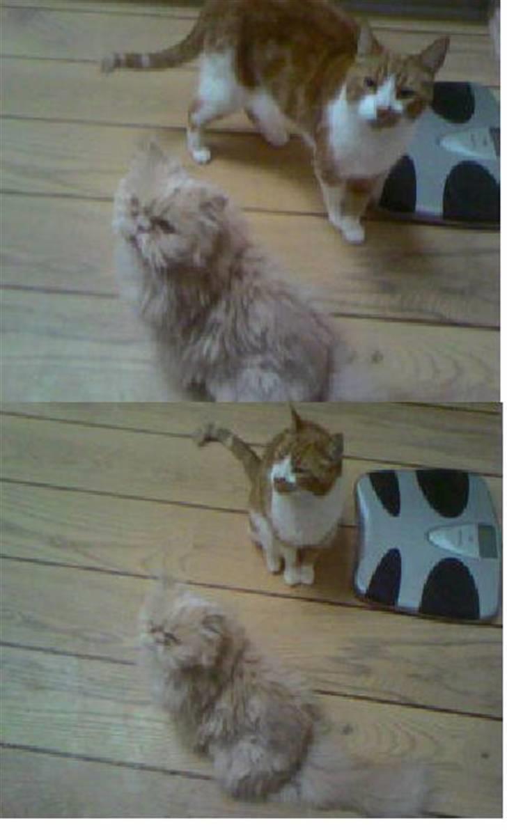 Perser Molly,<3 R.I.P. :'/ billede 20