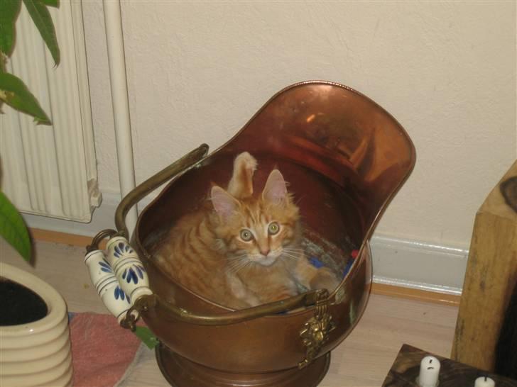 Maine Coon Lucifer - HVAAAADDDD?????? billede 16