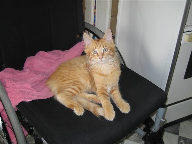 Maine Coon Lucifer - Låner lige Fars plads lidt billede 17