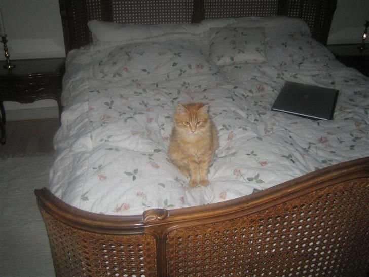 Maine Coon Lucifer - Jeg er da super kær når jeg lige er vågnet billede 18