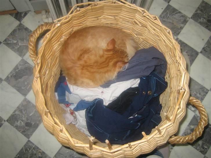 Maine Coon Lucifer - zzzzz SNORK zzzzz billede 19