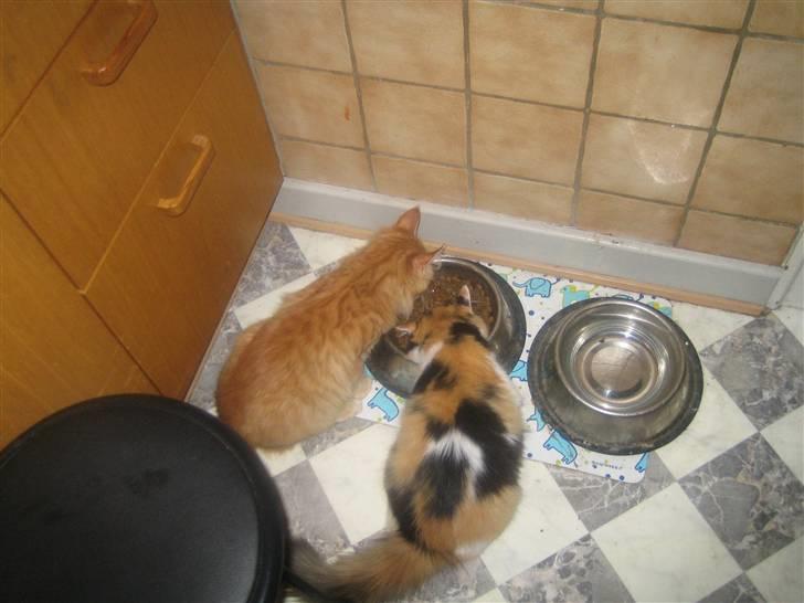 Maine Coon Lucifer - Vil da gerne dele med min nye søster billede 20