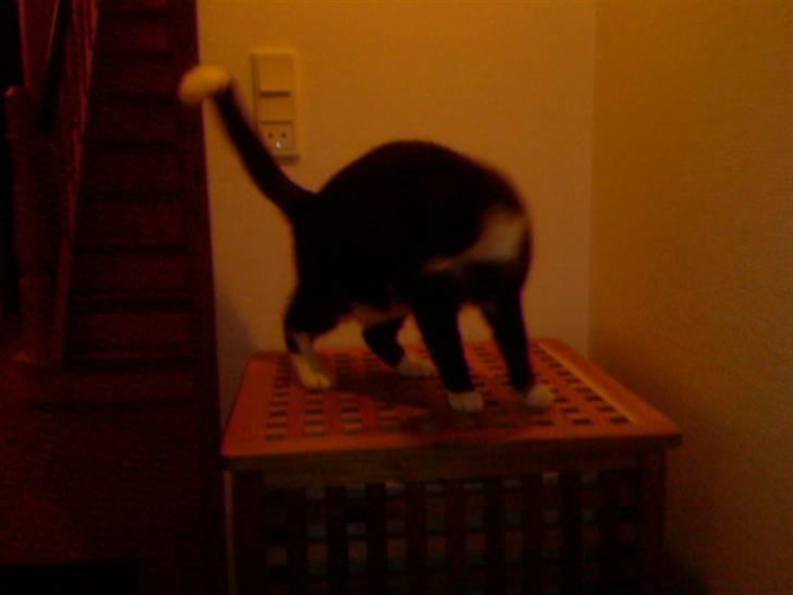 Huskat Cleo billede 8