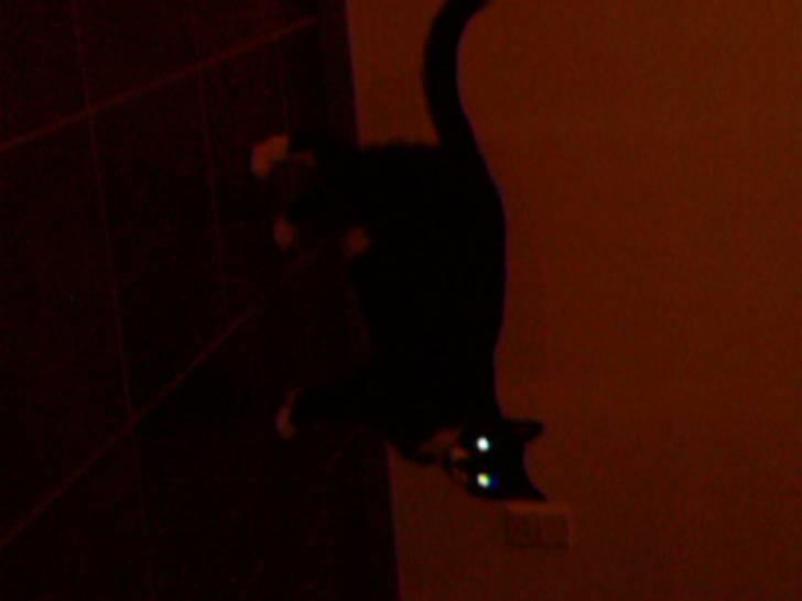 Huskat Cleo billede 9