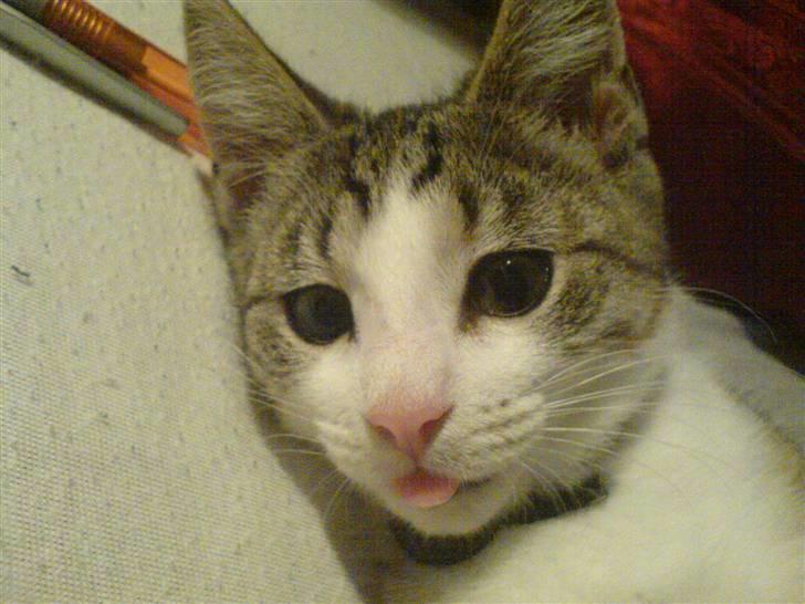 Huskat Alfie (givet væk) - kan du få den tunge ind billede 8