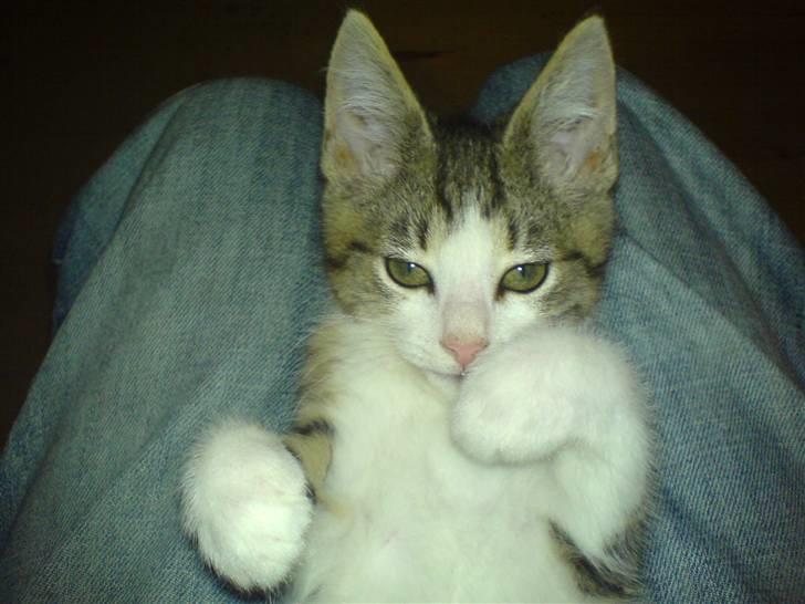 Huskat Alfie (givet væk) - liger før hun falder i søvn:-) billede 9