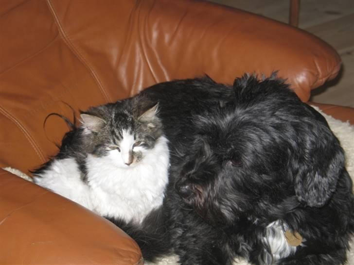 Blanding af racer Norsk skovkat/Agnes R.I.P - Agnes og Vicki billede 10