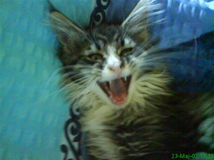 Maine Coon Ludvig billede 1