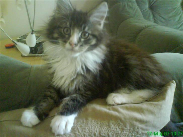 Maine Coon Ludvig billede 2