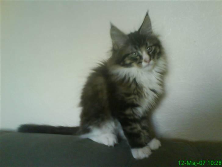 Maine Coon Ludvig billede 3