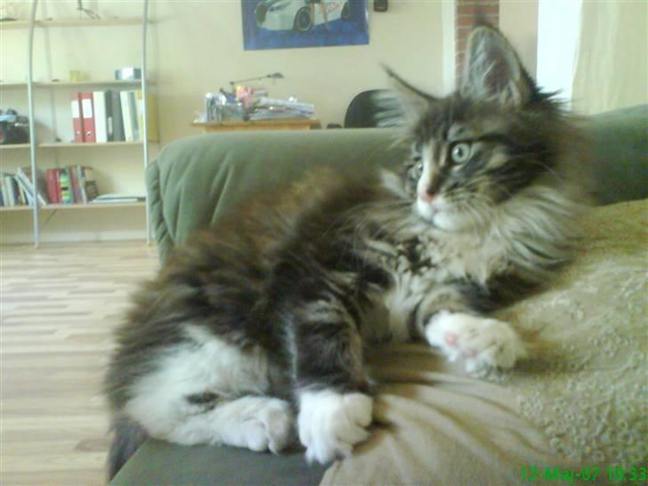 Maine Coon Ludvig billede 4