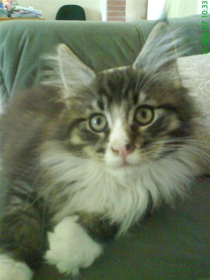 Maine Coon Ludvig billede 5