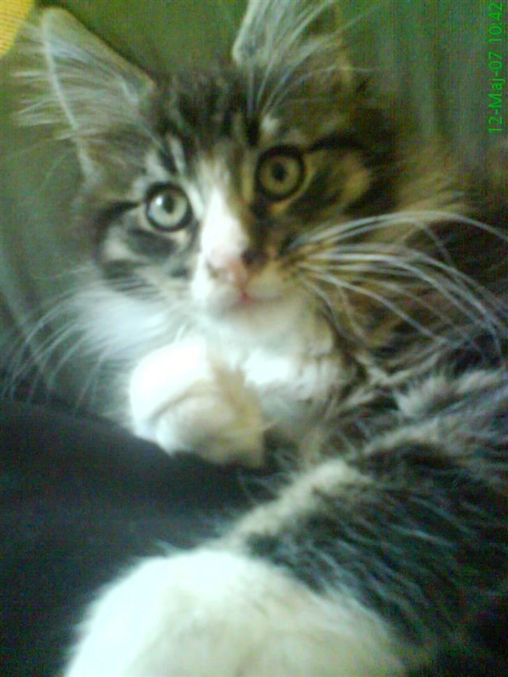 Maine Coon Ludvig billede 6