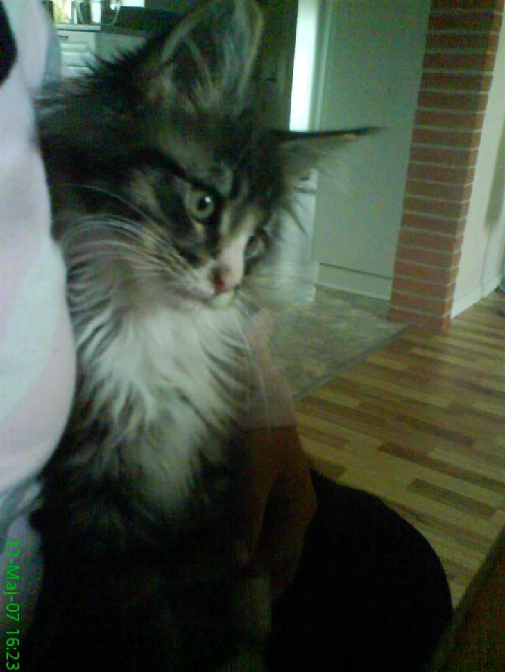 Maine Coon Ludvig billede 7