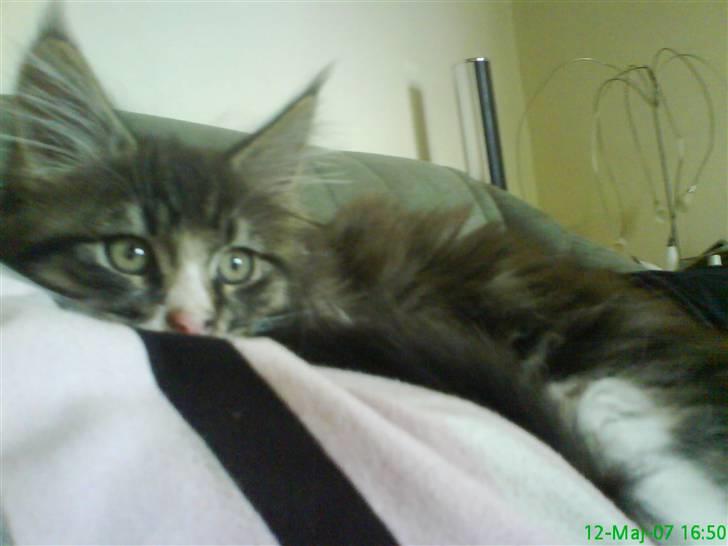 Maine Coon Ludvig billede 8