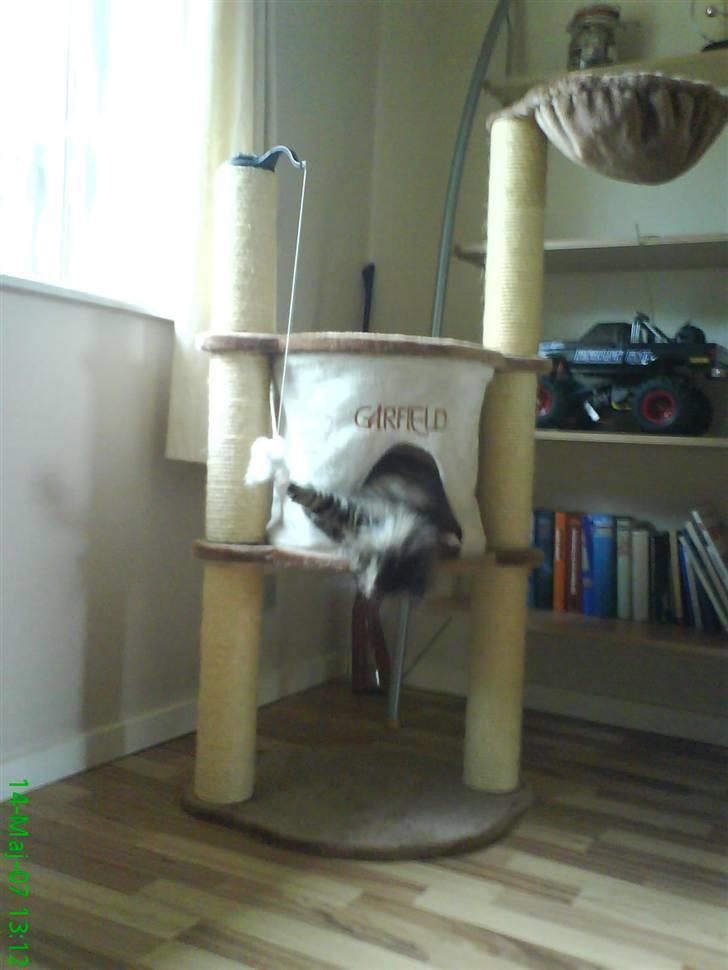 Maine Coon Ludvig billede 9