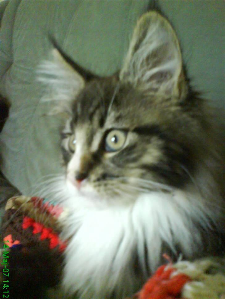 Maine Coon Ludvig billede 10