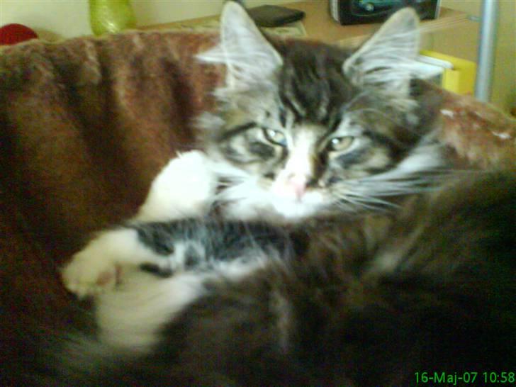 Maine Coon Ludvig billede 11