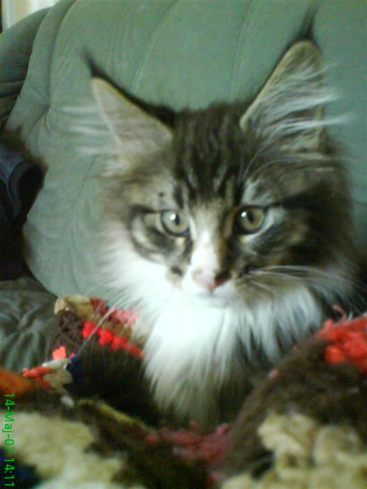 Maine Coon Ludvig billede 12